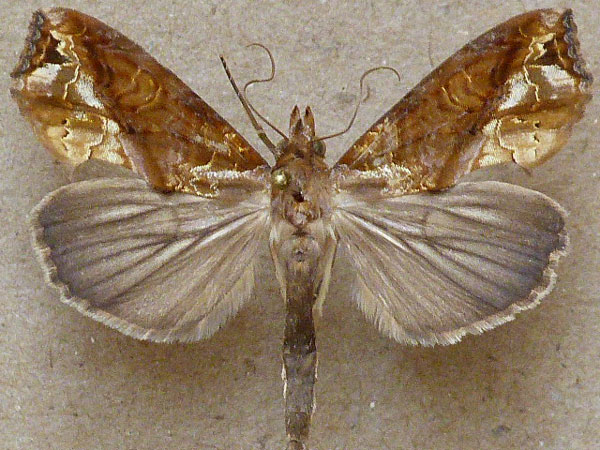 /filer/webapps/moths/media/images/C/commoda_Plusiodonta_A_Butler.jpg