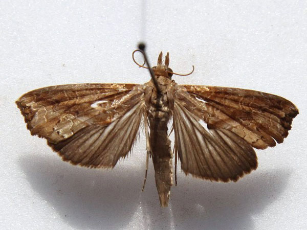 /filer/webapps/moths/media/images/C/commoda_Plusiodonta_A_Goff.jpg