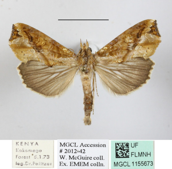 /filer/webapps/moths/media/images/C/commoda_Plusiodonta_A_MGCLa_01.JPG