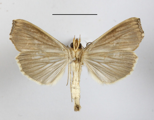 /filer/webapps/moths/media/images/C/commoda_Plusiodonta_A_MGCLb_01.JPG