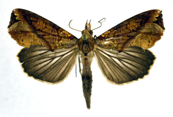 /filer/webapps/moths/media/images/C/commoda_Plusiodonta_A_NHMO.jpg