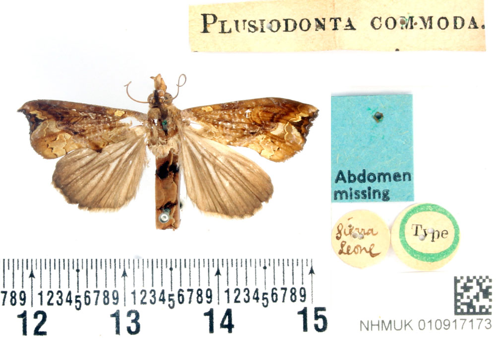 /filer/webapps/moths/media/images/C/commoda_Plusiodonta_HT_BMNH.jpg