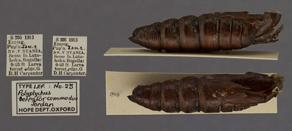 /filer/webapps/moths/media/images/C/commodus_Polyptychus_P_OUMNH.jpg