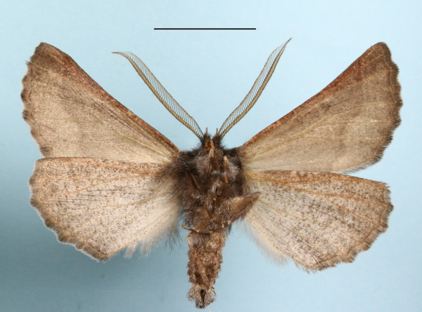 /filer/webapps/moths/media/images/C/commutata_Drepanogynis_A_MGCLb_01.JPG