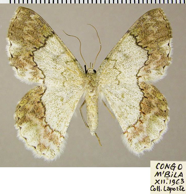 /filer/webapps/moths/media/images/C/commutata_Pingasa_AF_ZSM.jpg