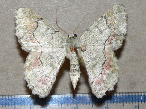 /filer/webapps/moths/media/images/C/commutata_Pingasa_A_Goff_01.jpg