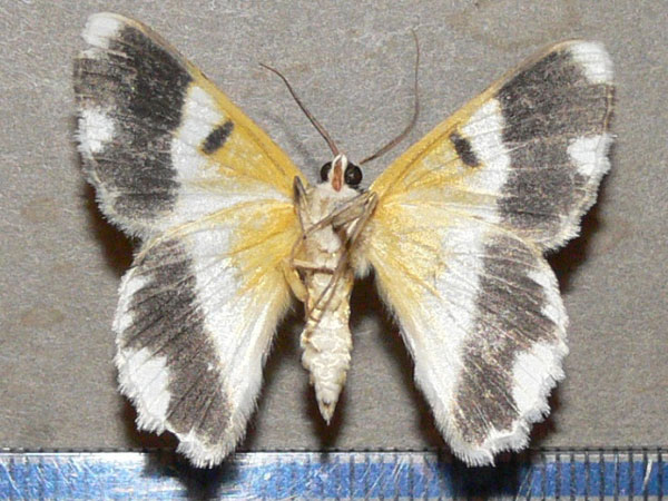 /filer/webapps/moths/media/images/C/commutata_Pingasa_A_Goff_02.jpg