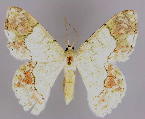 /filer/webapps/moths/media/images/C/commutata_Pingasa_A_ZSM_01.jpg