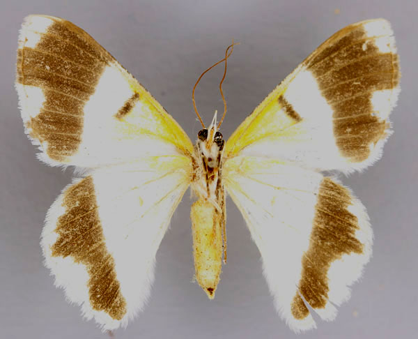 /filer/webapps/moths/media/images/C/commutata_Pingasa_A_ZSM_02.jpg