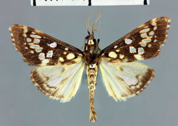 /filer/webapps/moths/media/images/C/comoralis_Euphyciodes_HT_MNHN.jpg