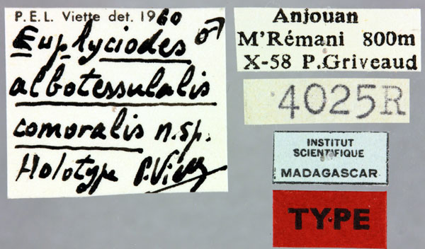 /filer/webapps/moths/media/images/C/comoralis_Euphyciodes_HT_MNHNl.jpg