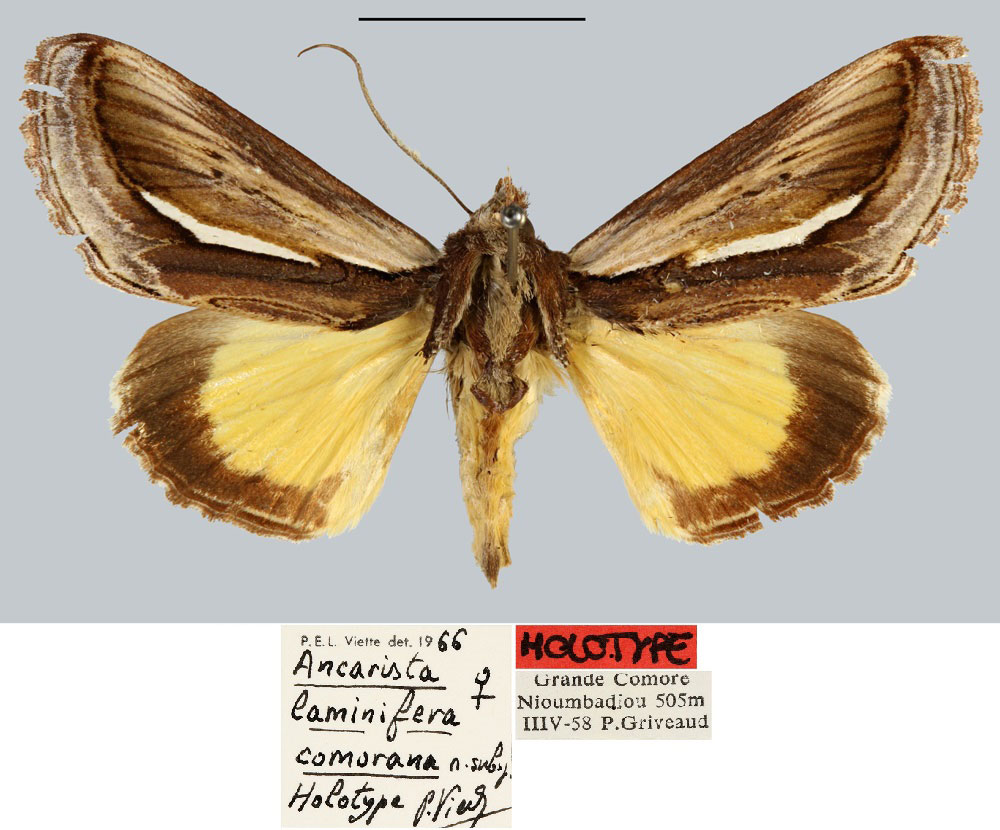/filer/webapps/moths/media/images/C/comorana_Ancarista_HT_MNHN.jpg