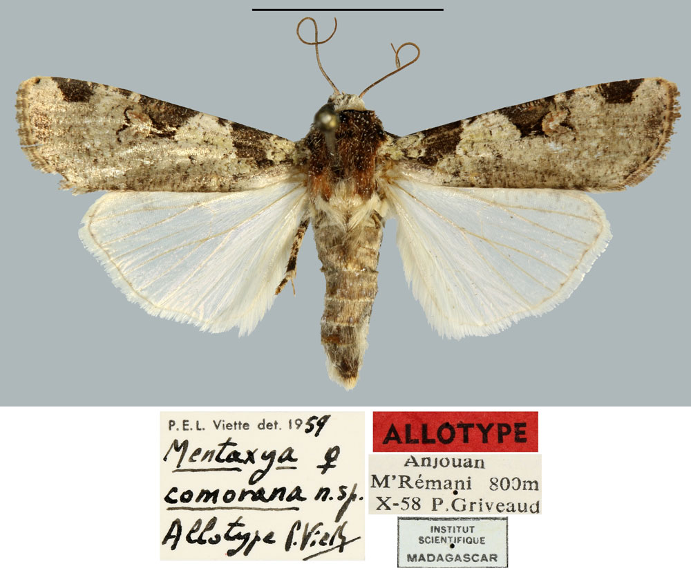 /filer/webapps/moths/media/images/C/comorana_Mentaxya_AT_MNHN.jpg