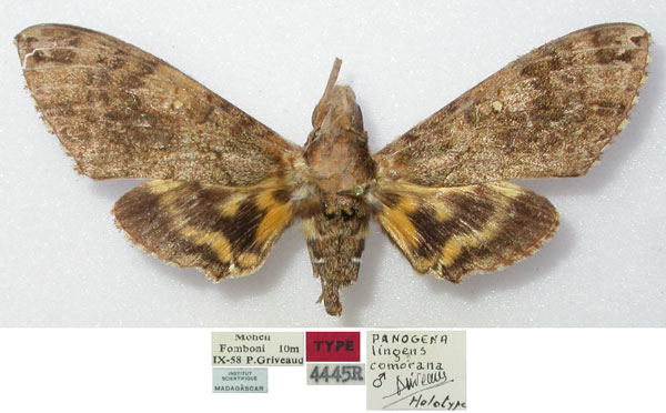 /filer/webapps/moths/media/images/C/comorana_Panogena_HT_MNHN.jpg