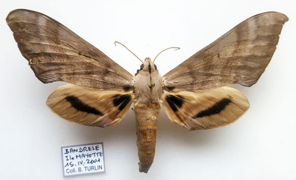 /filer/webapps/moths/media/images/C/comorana_Pseudoclanis_AF_Turlin.jpg