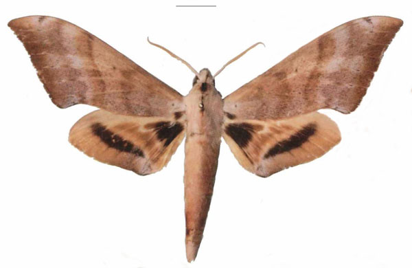 /filer/webapps/moths/media/images/C/comorana_Pseudoclanis_AM_EMEM.jpg