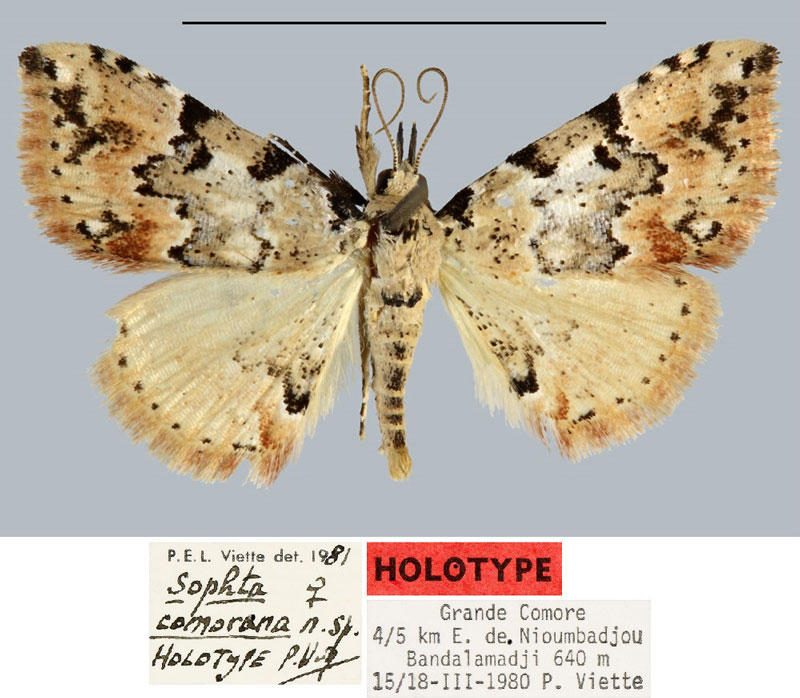 /filer/webapps/moths/media/images/C/comorana_Sophta_HT_MNHN.jpg