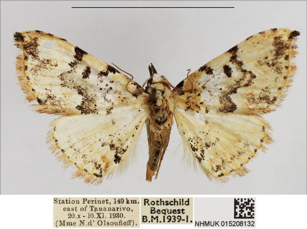 /filer/webapps/moths/media/images/C/comorana_Tegiapa_AM_NHMUK.jpg