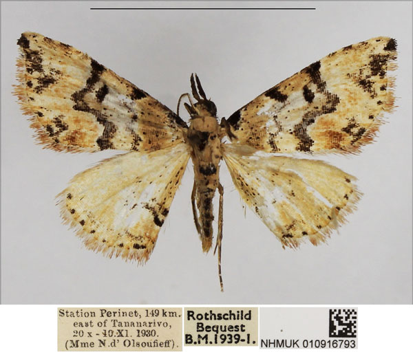 /filer/webapps/moths/media/images/C/comorana_Tegiapa_A_NHMUK.jpg