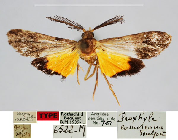/filer/webapps/moths/media/images/C/comoreana_Proxhyle_HT_BMNH_NgIqqGP.jpg