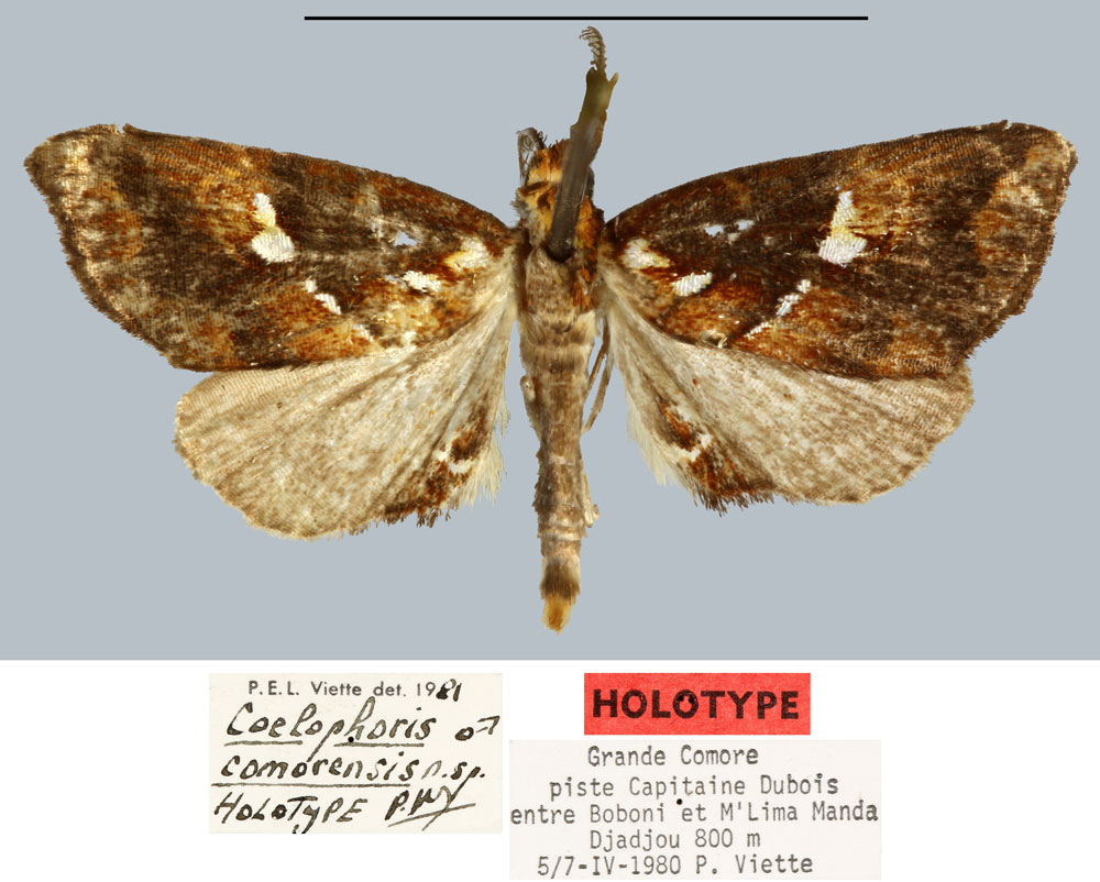 /filer/webapps/moths/media/images/C/comorensis_Coelophoris_HT_MNHN.jpg