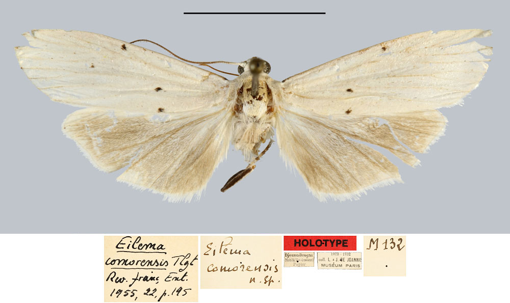 /filer/webapps/moths/media/images/C/comorensis_Eilema_HT_MNHN.jpg