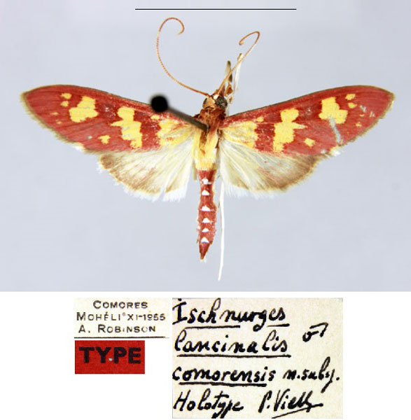 /filer/webapps/moths/media/images/C/comorensis_Ischnurges_HT_MNHN_NqkEBSw.jpg