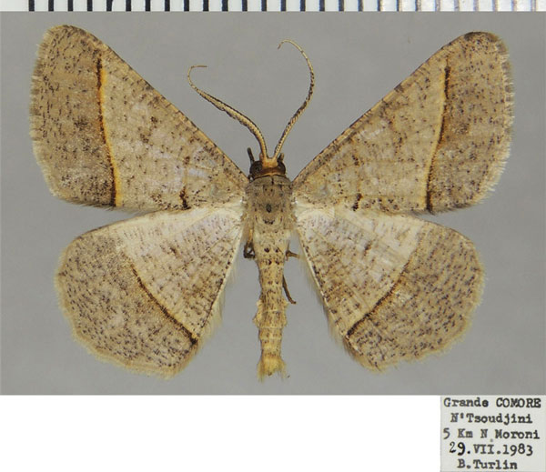 /filer/webapps/moths/media/images/C/comorensis_Isturgia_AM_ZSMa.jpg