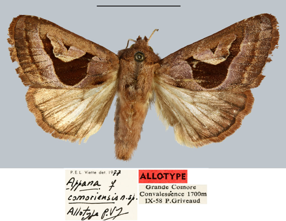 /filer/webapps/moths/media/images/C/comoriensis_Appana_AT_MNHN.jpg