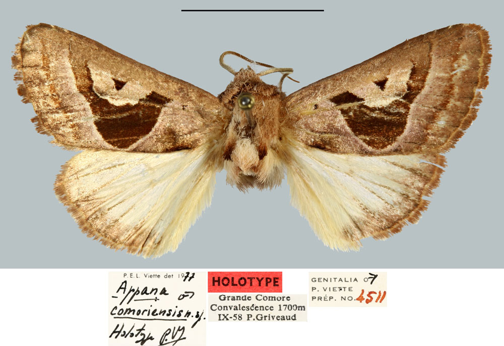 /filer/webapps/moths/media/images/C/comoriensis_Appana_HT_MNHN.jpg