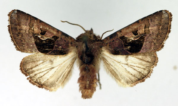 /filer/webapps/moths/media/images/C/comoriensis_Conservula_AM_Aulombard.jpg