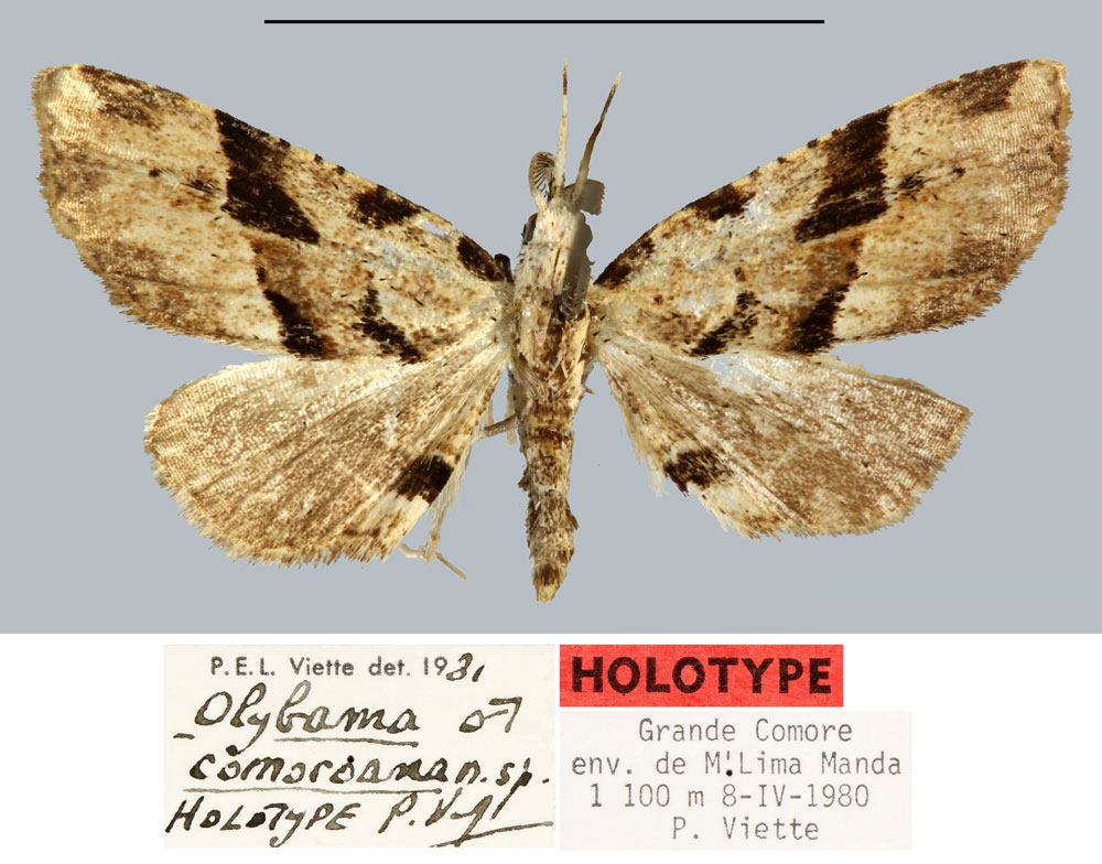 /filer/webapps/moths/media/images/C/comoroana_Olybama_HT_MNHN.jpg