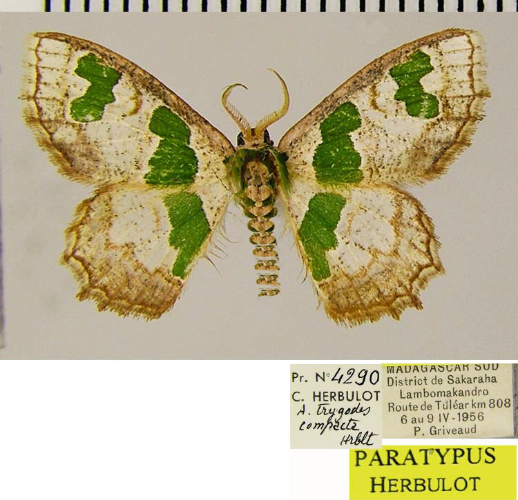 /filer/webapps/moths/media/images/C/compacta_Archichlora_PTM_ZSMa.jpg