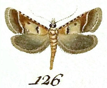 /filer/webapps/moths/media/images/C/comparalis_Pyralis_ST_Hubner_19-126.jpg