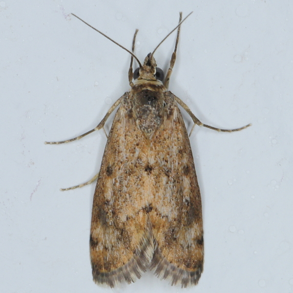 /filer/webapps/moths/media/images/C/comparalis_Tegostoma_A_Heyns_01.JPG