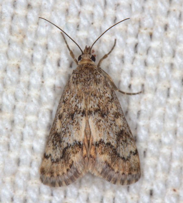 /filer/webapps/moths/media/images/C/comparalis_Tegostoma_A_Heyns_01.jpg