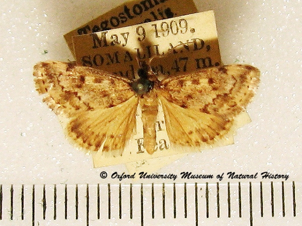 /filer/webapps/moths/media/images/C/comparalis_Tegostoma_A_OUMNH_02.jpg