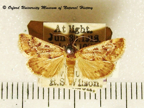/filer/webapps/moths/media/images/C/comparalis_Tegostoma_A_OUMNH_03.jpg