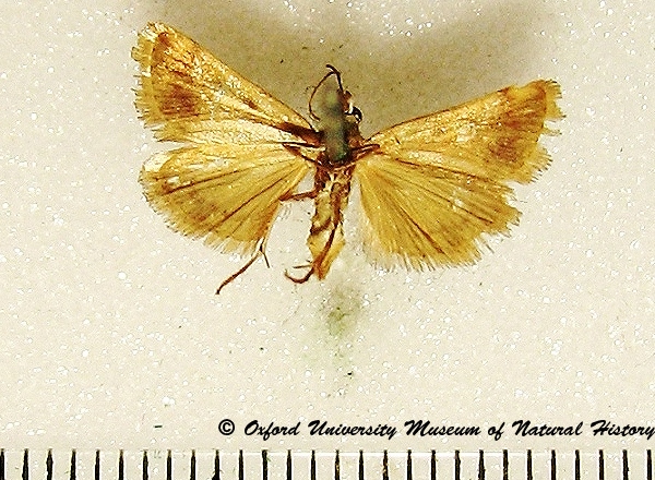 /filer/webapps/moths/media/images/C/comparalis_Tegostoma_A_OUMNHb_04.jpg