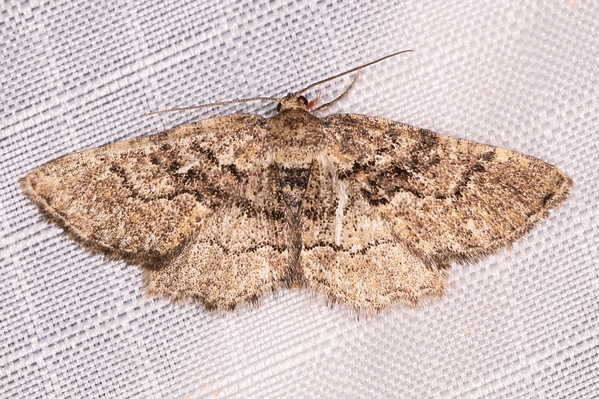 /filer/webapps/moths/media/images/C/complacita_Hypomecis_A_Heyns_01.JPG