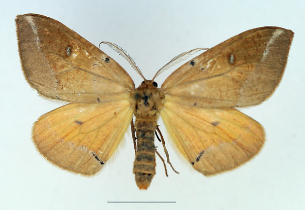 /filer/webapps/moths/media/images/C/complanata_Omizodes_AF_TMSA.jpg