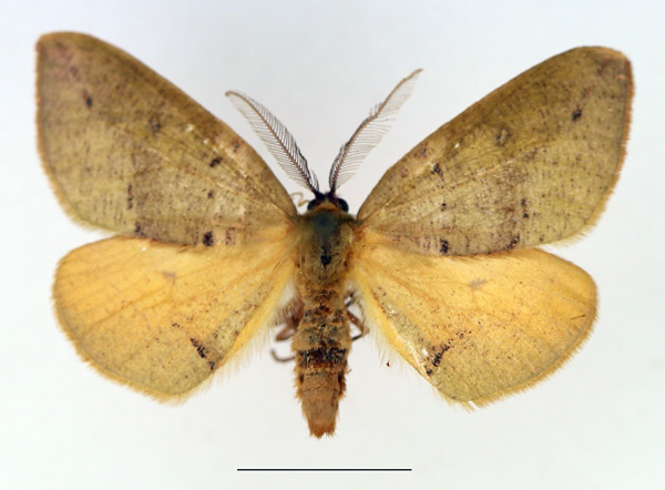 /filer/webapps/moths/media/images/C/complanata_Omizodes_AM_TMSA.jpg