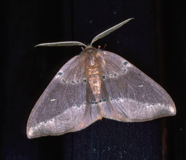 /filer/webapps/moths/media/images/C/complanata_Omizodes_A_Roland_02.jpg