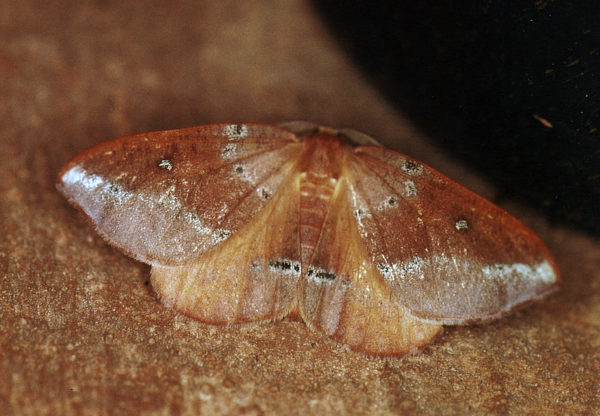 /filer/webapps/moths/media/images/C/complanata_Omizodes_A_Roland_07.jpg