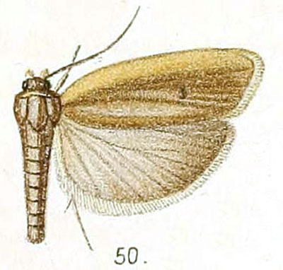 /filer/webapps/moths/media/images/C/complanella_Ide_STM_Walsingham_5-50.jpg