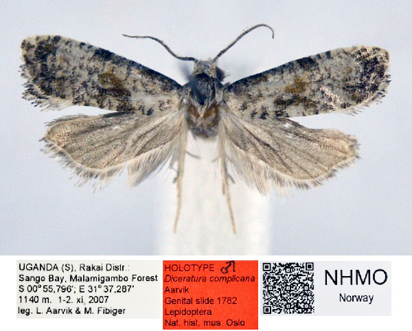/filer/webapps/moths/media/images/C/complicana_Diceratura_HT_NHMO_o3CPxJd.jpg