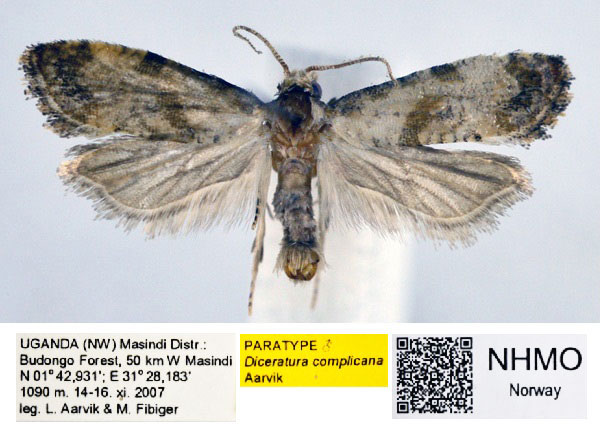 /filer/webapps/moths/media/images/C/complicana_Diceratura_PT_NHMO_01_6FyzoDM.jpg
