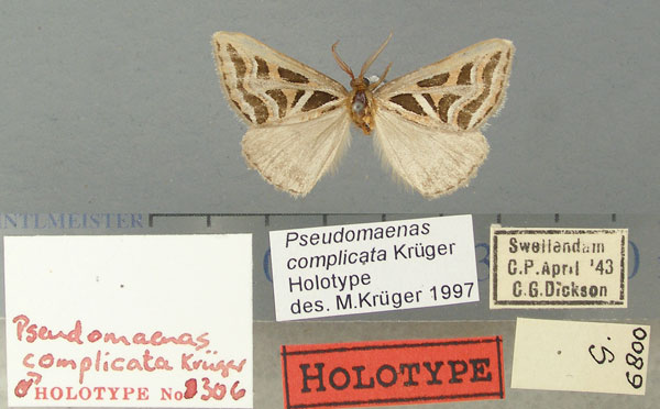 /filer/webapps/moths/media/images/C/complicata_Pseudomaenas_HT_TMSA.jpg