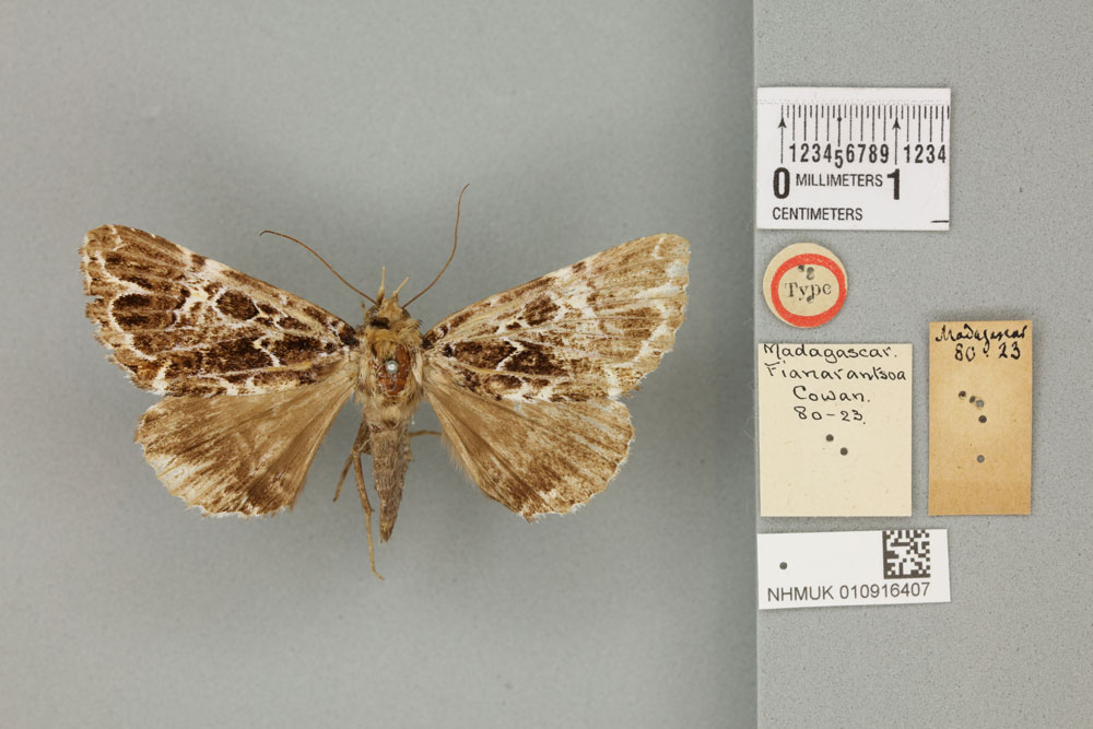 /filer/webapps/moths/media/images/C/complicata_Sypna_HT_BMNHa.jpg