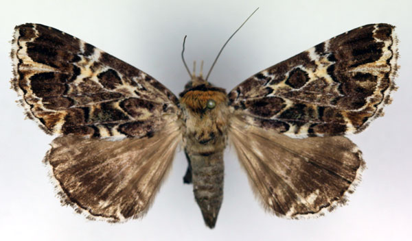 /filer/webapps/moths/media/images/C/complicata_Tolna_AF_RMCA.jpg
